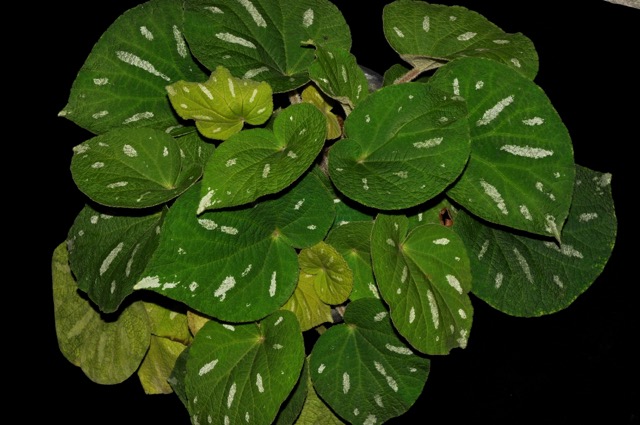 B. bamaensis